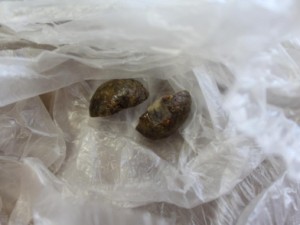 IMG_0078-392xx294