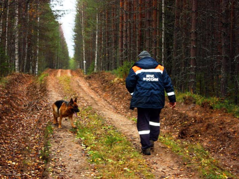 Лес поиск. Поисковая собака в лесу. Поиск людей с собакой в лесу.