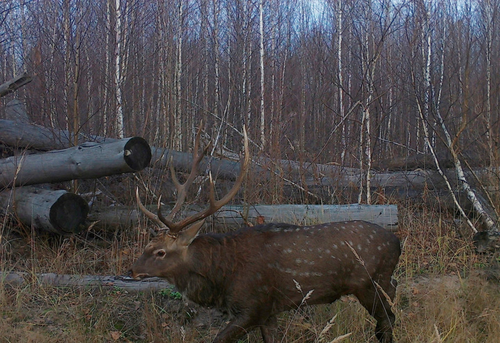 В фотоловушку Мордовского заповедника попал редкий пятнистый олень